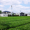 5月17日（金）狭山の茶畑で見つけた蝶と、大活躍の炎鵬。