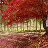 「紅葉ラン〆活」と「大会前のポイント〆ラン」