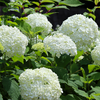 相模原麻溝公園のアジサイ（あじさい・紫陽花）