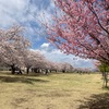 公園の桜