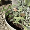 ハイビスカスローゼルの植え替え