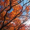 大船山の紅葉と、湯布院　亀の井別荘