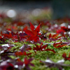Part 1　加茂山公園へ紅葉狩に行ってきました