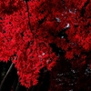 23,Autumn colors ６ … 紅葉行脚 4 、盛岡市中央公民館