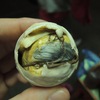 【閲覧注意！】孵化しかけの有精卵を使ったゆで卵！？カンボジアなど東南アジアの珍味の正体とは！