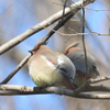 晩秋～冬の鳥たち