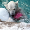 流氷の中のシロクマさんのよう　ゆめちゃん