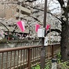 目黒川の桜を見に行ってきた〜♪