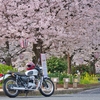桜爛漫