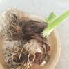 チューリップの球根は毎年新しく買って植える