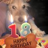 愛犬ビッキー18才の誕生日を迎えました！