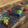 キュウリやトマトなどを定植しました