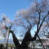 「桜丸御殿跡のヒガンザクラ」