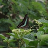 Graphium sarpedon　アオスジアゲハ