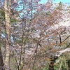 旧牟礼村の2020年春の花