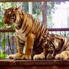 プーケット観光名物🐯リアルタイガーと戯れる〜Tiger Kingdom in Thailand〜