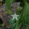 Swertia bimaculata　アケボノソウ