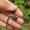 ２０２５年高尾山昆虫観察記２　ムカシトンボやフタバアオイ、トラフシジミなどの昆虫や植物たち