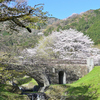 霞間ヶ渓の桜（岐阜県揖斐郡池田町）