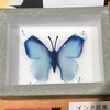 インクの新しい楽しみ方「インク蝶」
