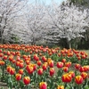 ２０２５　馬見丘陵公園の桜とチューリップ①