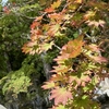 【まるで異世界】秋🍁ふたたび高野山