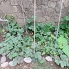 美味しく食べたのち、成長を楽しむ