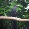 Asian Koel オニカッコウ (インドの鳥その38)