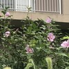木槿