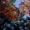 遅い紅葉と今後の予定