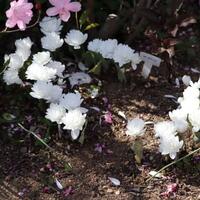 サンギナリアも見ごろです
