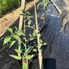 畑 トマト定植・支柱