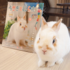 祝☆うさぎと暮らす100号・ウニが表紙に！
