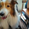 犬　前脚びっこ　肩のねんざと判明