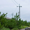 猫海岸へ（１）