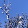 1月が終わります。あと残り11ヶ月をどう過ごすか。おひとり様の人生観。