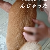 久しぶりのシャンプー、だよ。