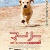 ★「投票結果」④（「犬が登場するお気に入り映画」）