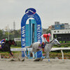 浦和競馬しらさぎ賞と『平家』