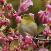 藤山公園・河津桜とメジロ