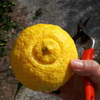 【はてなブログ10周年特別お題「好きな◯◯10選」】愛媛県民である『39りある』は好きな柑橘10選！！