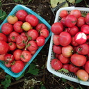 果樹と野菜とブルーベリーと（akajyu75’s blog）