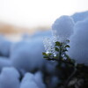 葉っぱの上の雪