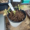 白藤発芽