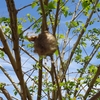 ◆偶然見つけたカマキリの卵と新しい命の誕生の瞬間◆