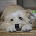 犬のピエルは、考えた。　　