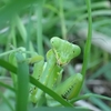 🍃ハラビロカマキリ