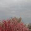 樹齢１０００年 三春滝桜 ２０２１年 開花 見頃は？