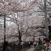 大岡川　桜　2023年