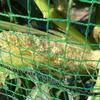🌽トウモロコシ被害